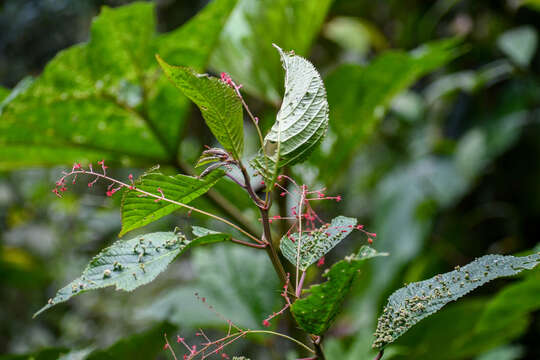 Image of Acalypha platyphylla Müll. Arg.