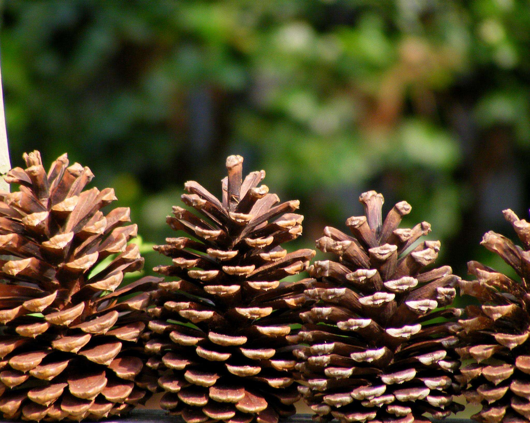 Image of Slash Pine