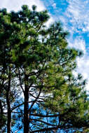 Image of Slash Pine