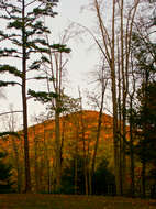 Image de Pinus echinata Mill.