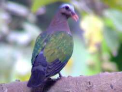 Image of Common Emerald Dove