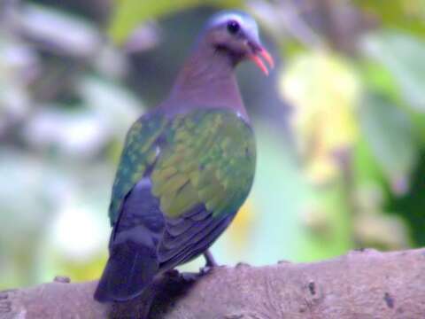 Image of Common Emerald Dove