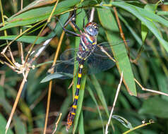 Image of Epophthalmia frontalis Selys 1871