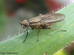 Image of Pherbellia cinerella (Fallen 1820)