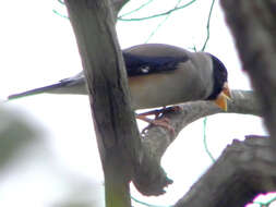 Image of Eophona Gould 1851