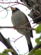 Image of Eophona Gould 1851