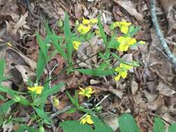 Image of Lysimachia lewisii D. Estes, J. T. Shaw & Maus.-Moon.