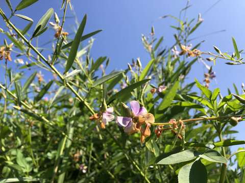 Imagem de Codariocalyx motorius (Houtt.) H. Ohashi