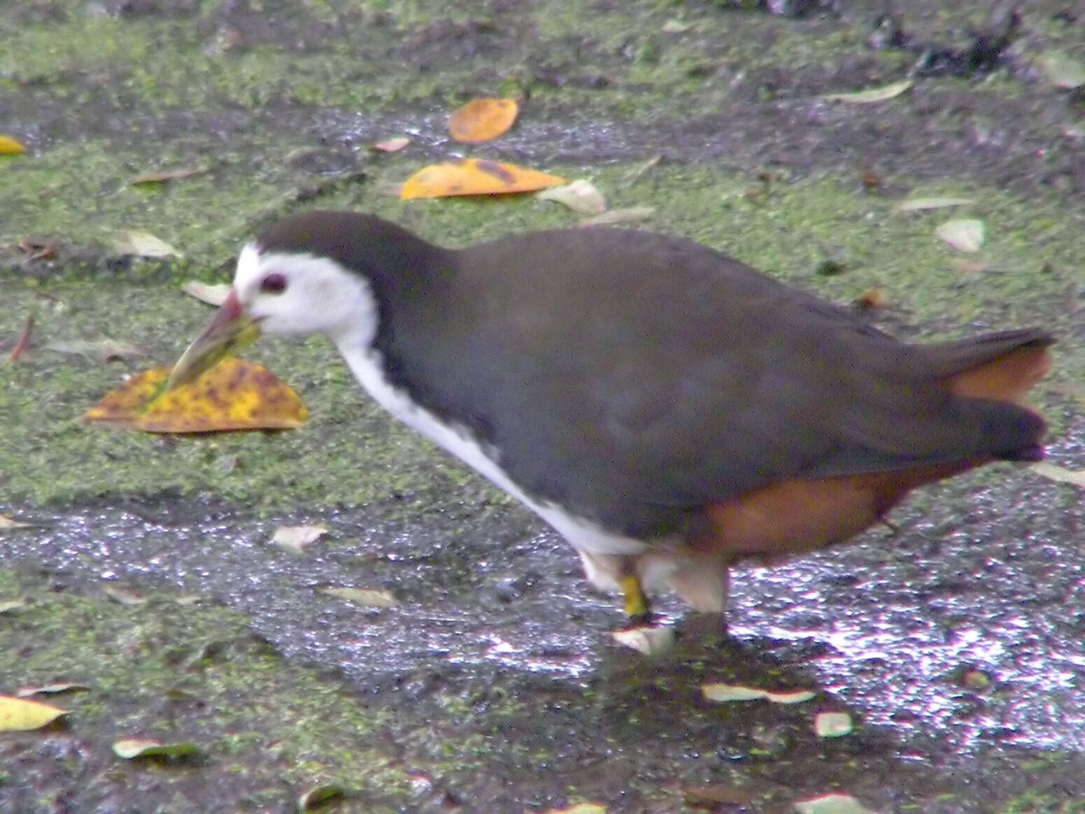 Image of White-breasted Waterhen