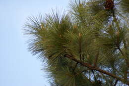 Image of Slash Pine