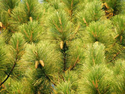 Image of Slash Pine