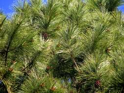 Image of Slash Pine