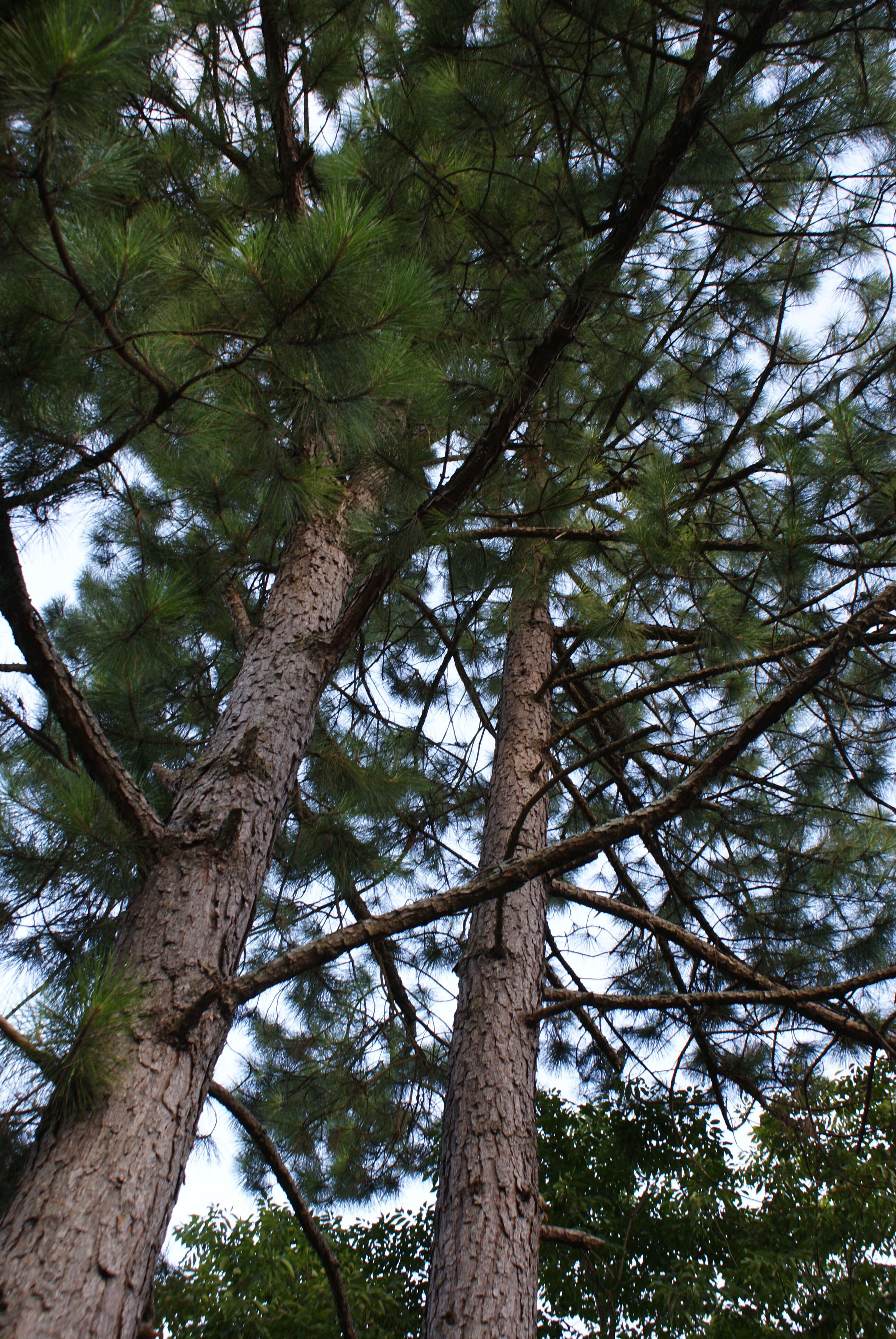 Image of Slash Pine