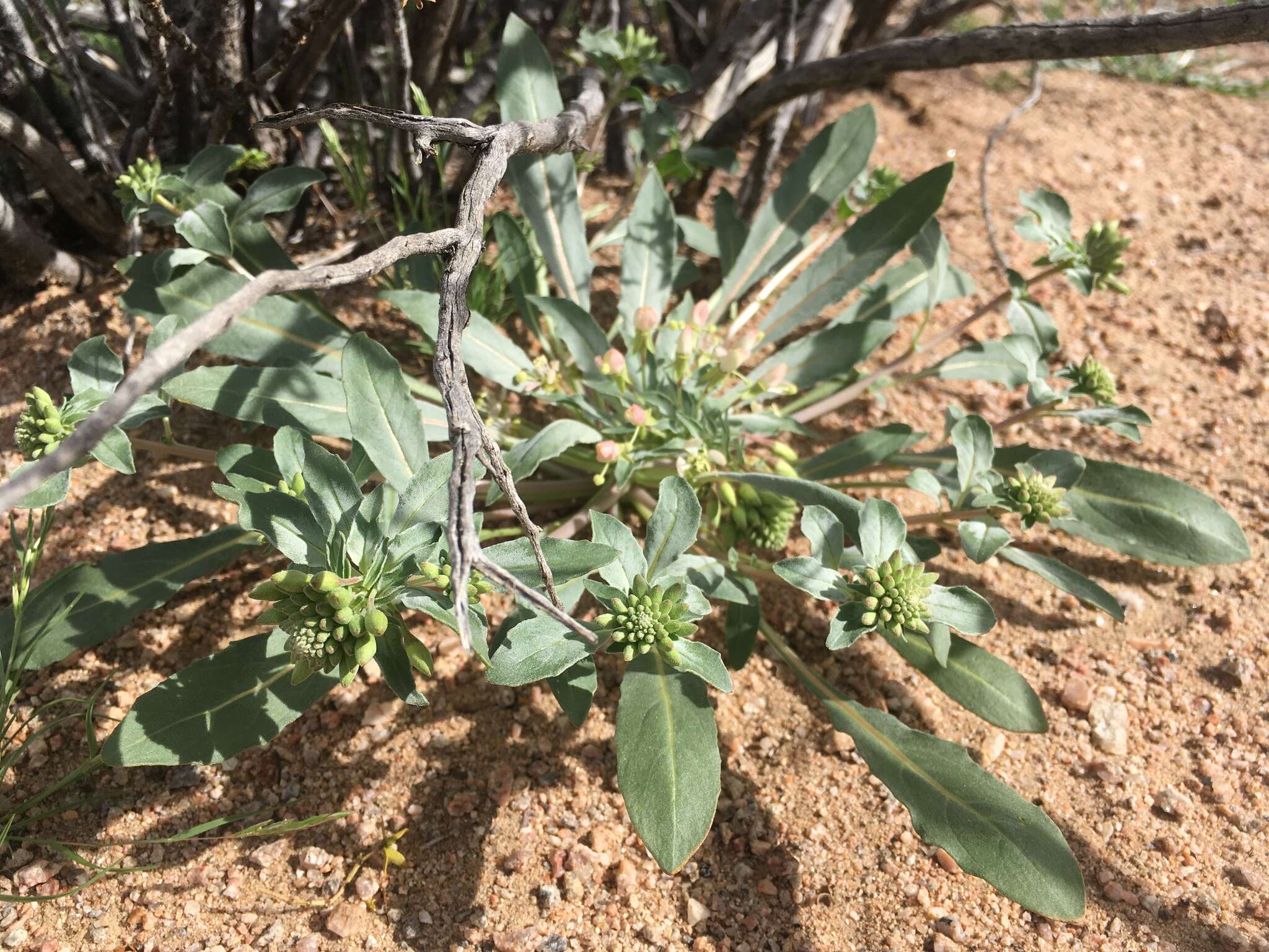 Eremothera boothii (Douglas) W. L. Wagner & Hoch的圖片