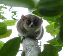 Image of Brown Mouse Lemur
