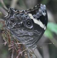 Image of Common Tree Brown