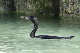 Image of Socotra Cormorant