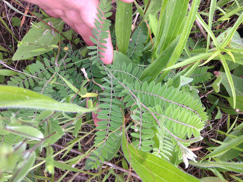 Image of leadplant