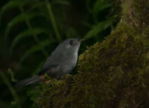 Image of Rock Tapaculo