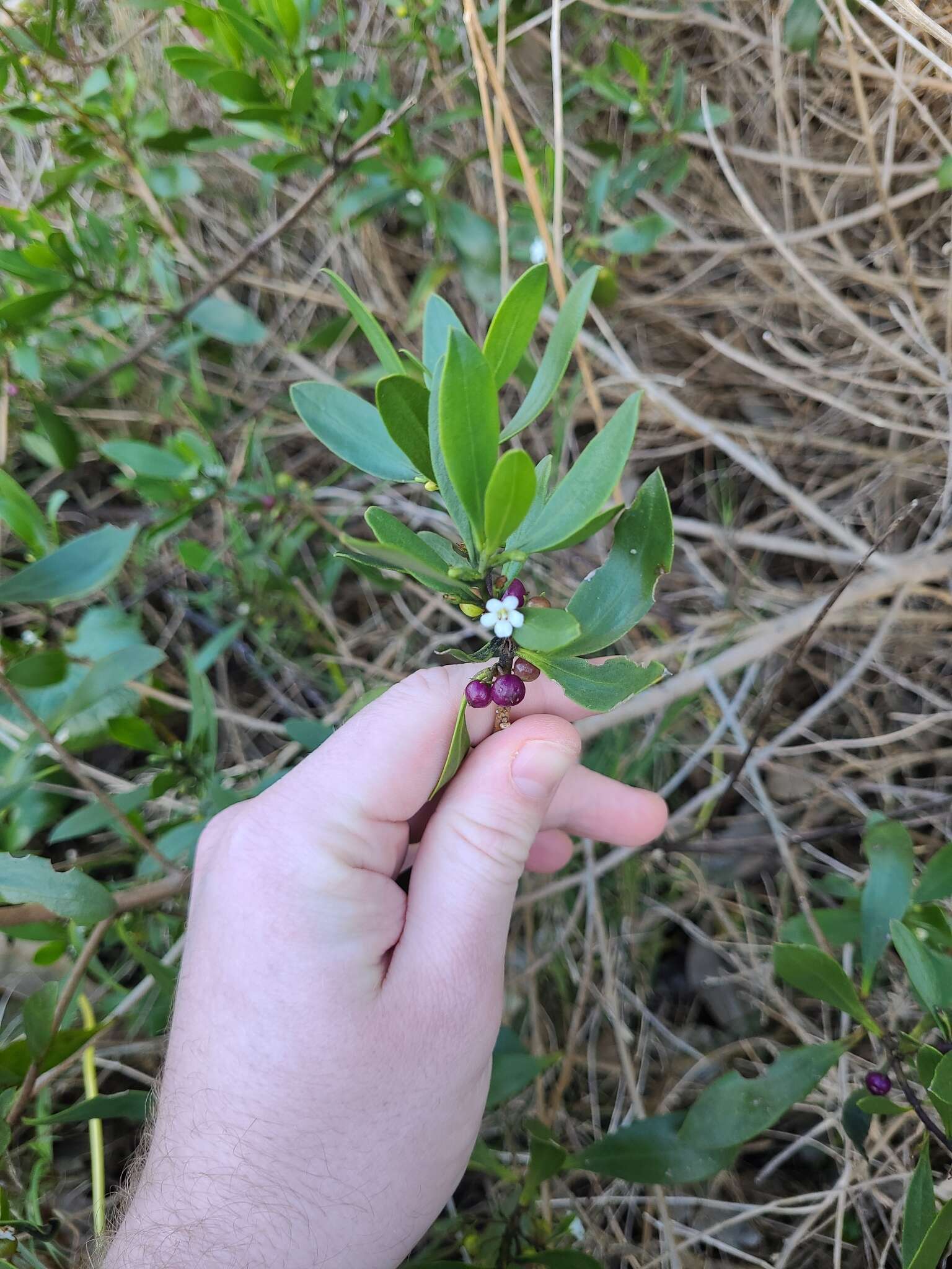 Myoporum boninense subsp. australe R. J. Chinnock resmi