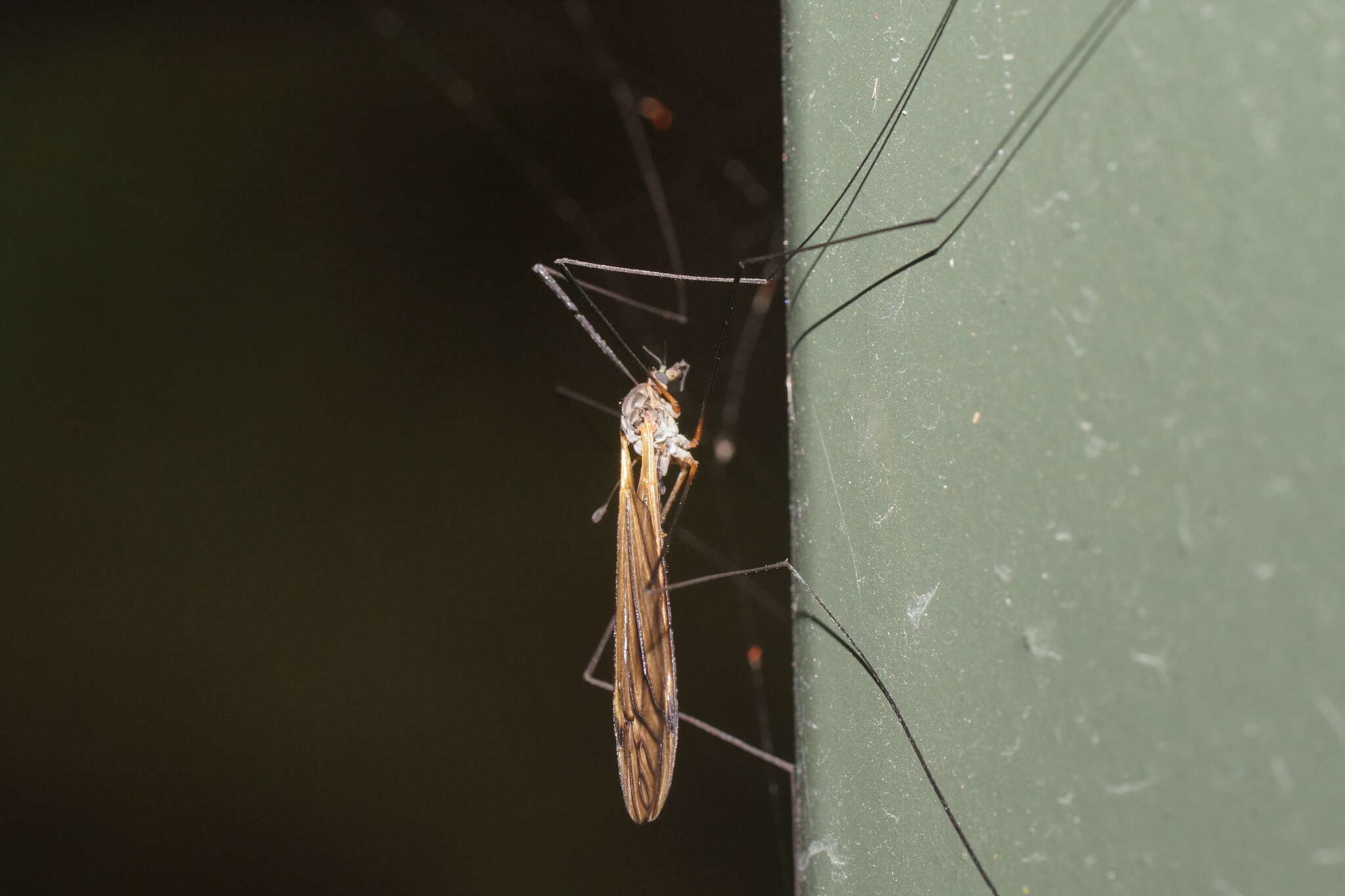 Image of Leptotarsus (Macromastix) luteisubcostatus (Alexander 1934)