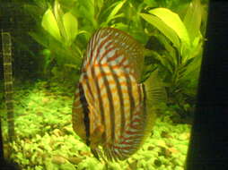 Image of Blue discus