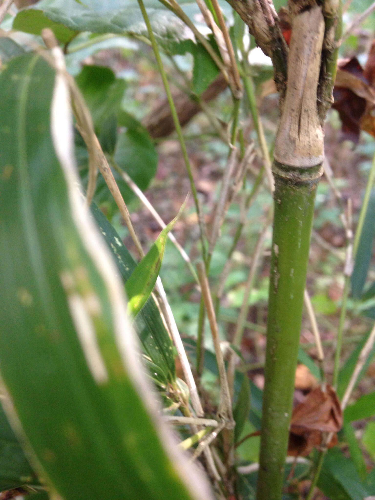 Image of cane