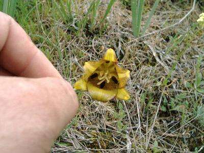 Image of Fritillaria lusitanica Wikstr.