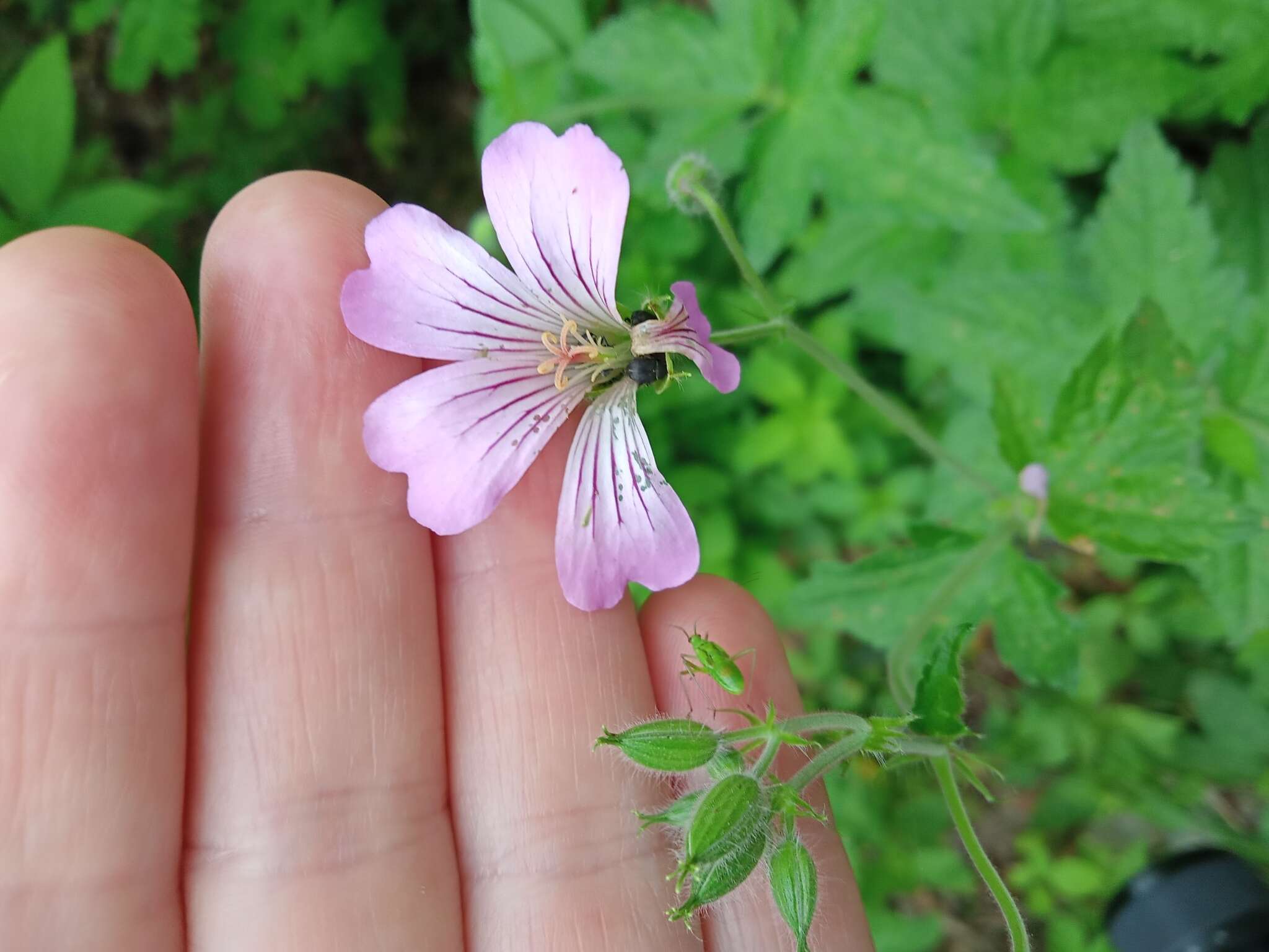 Image of Geranium gracile Ledeb. ex Nordm.