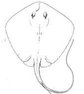 Image of Bluntnose Stingray