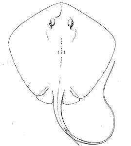 Image of Bluntnose Stingray