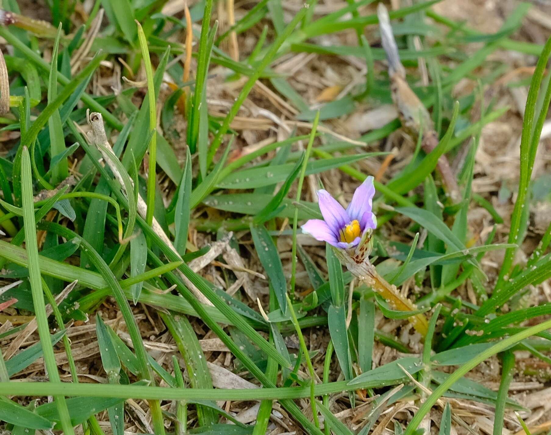 Image of Romulea minutiflora Klatt