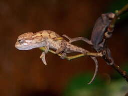 Image of Coarse Chameleon