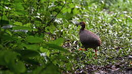 Image of Eastern Thicket Tinamou