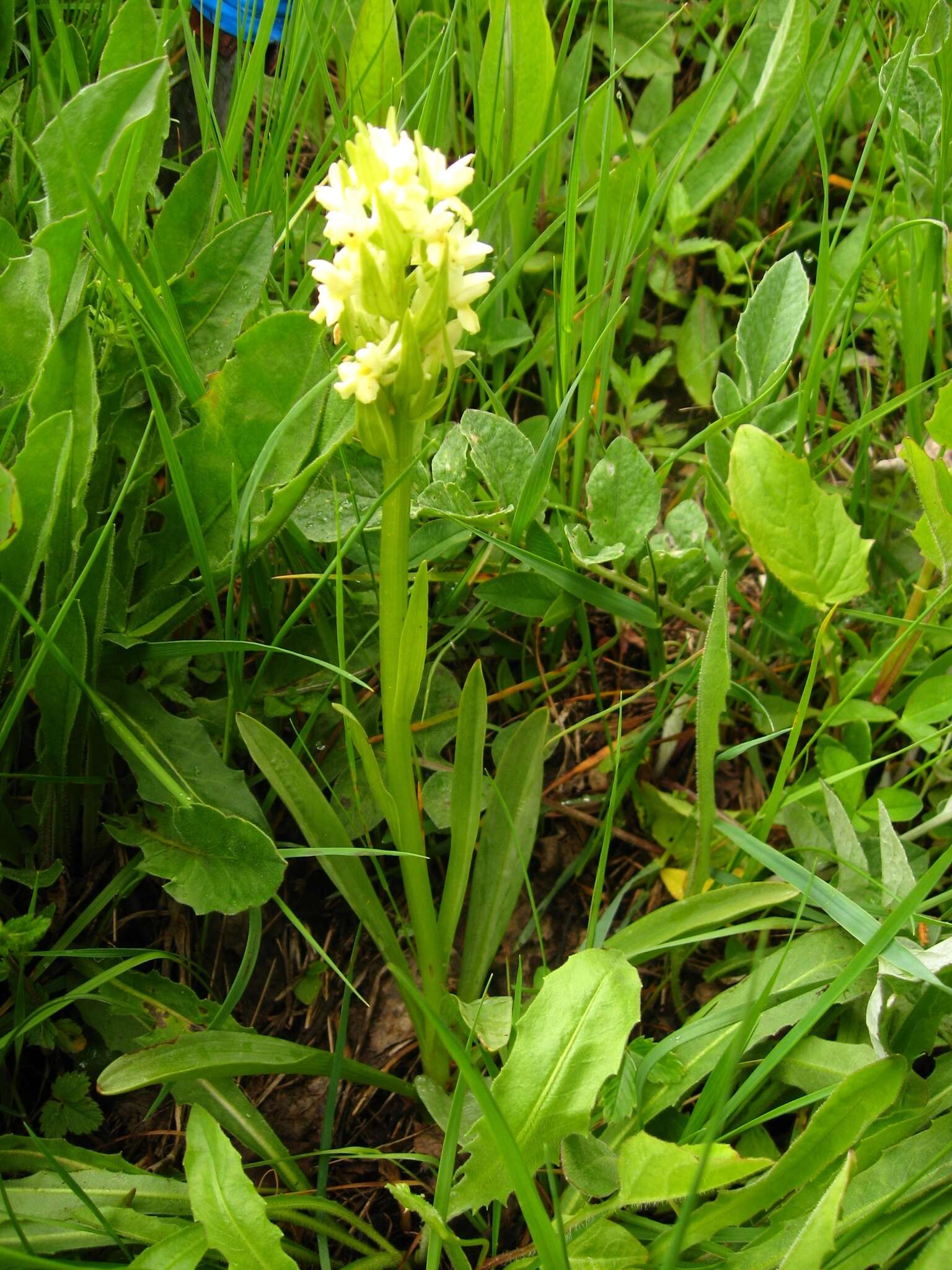 Image de Dactylorhiza romana subsp. georgica (Klinge) Soó ex Renz & Taubenheim