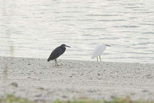 Image de Aigrette sacrée