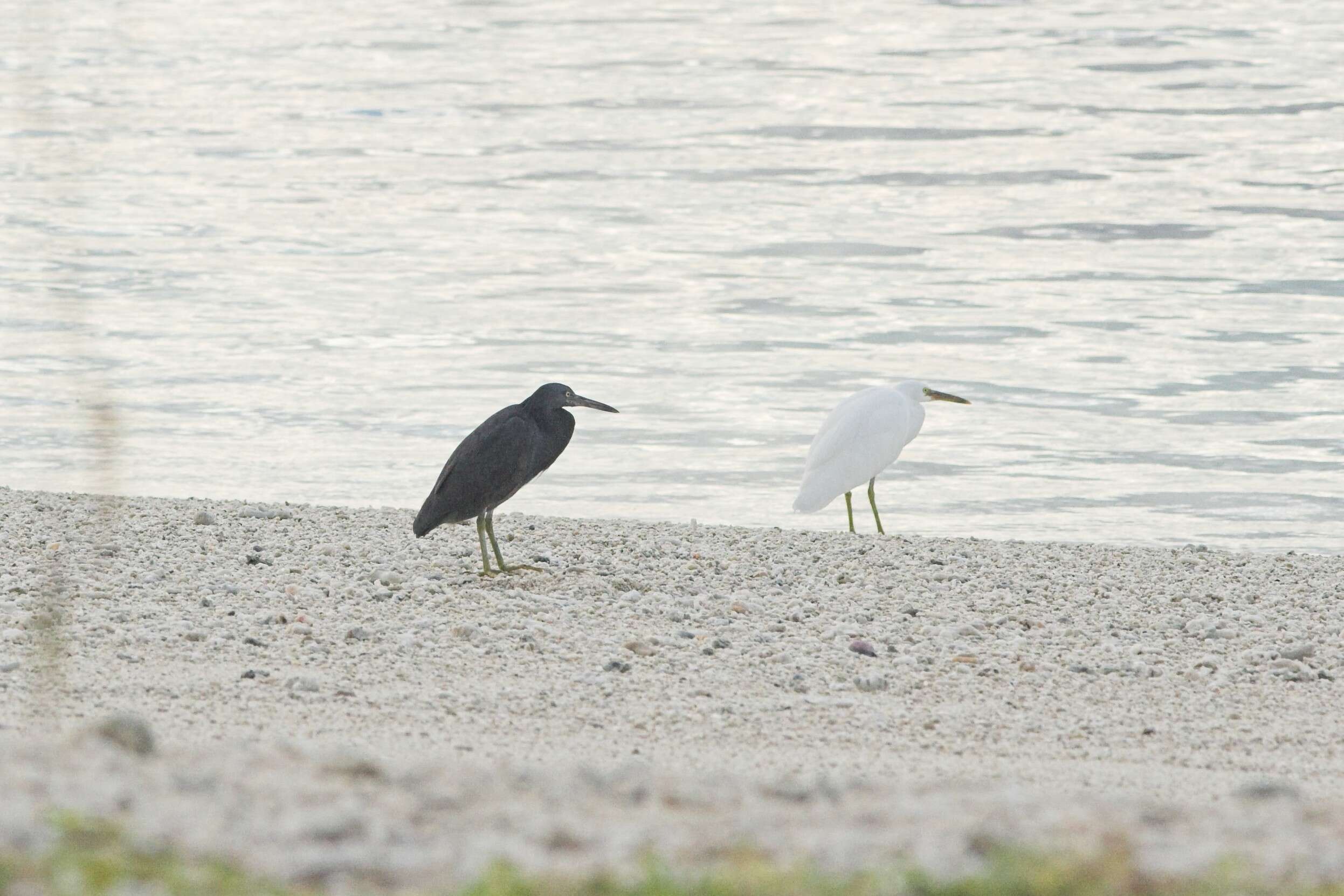 Image de Aigrette sacrée