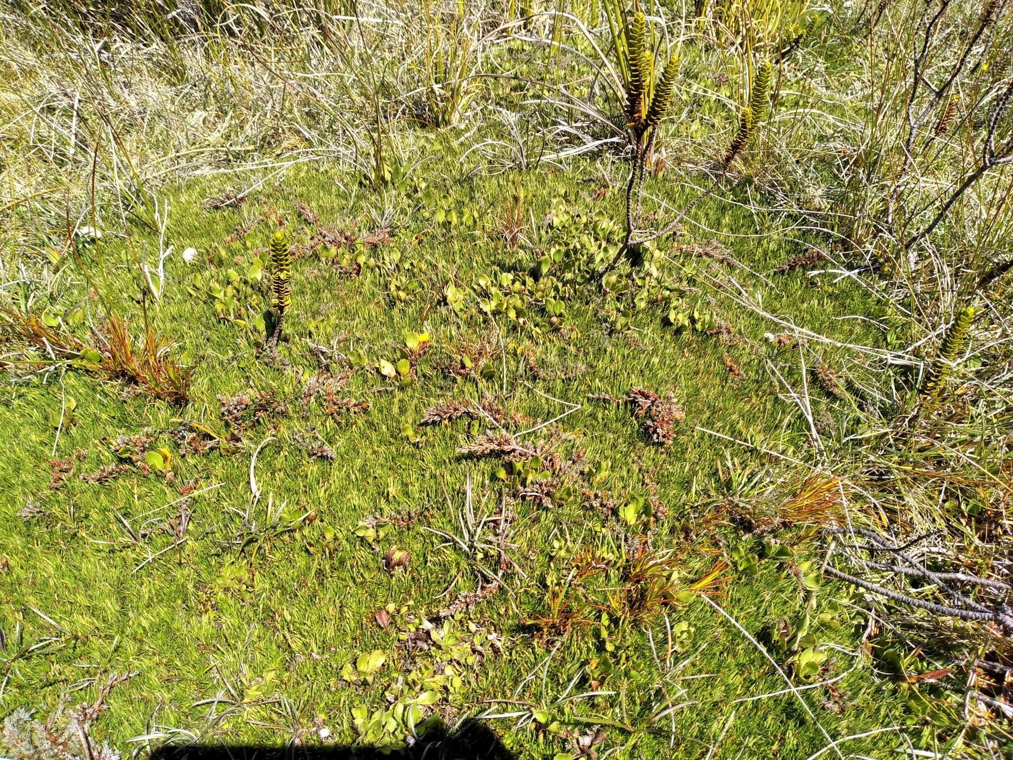 Image of Dracophyllum prostratum T. Kirk