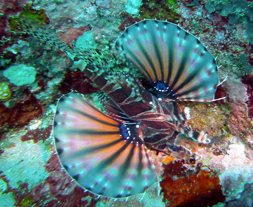 Image of Zebra lionfish