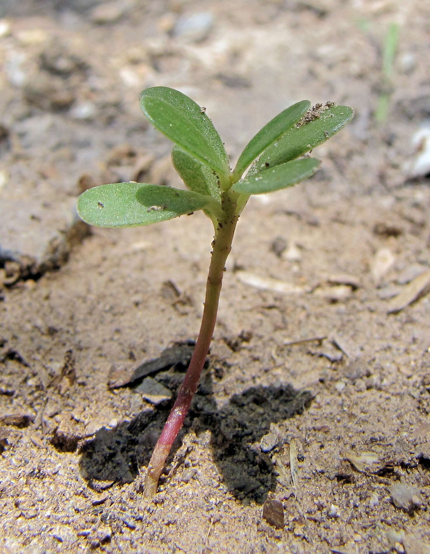 Image of common purslane