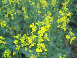 Image of Chinese mustard