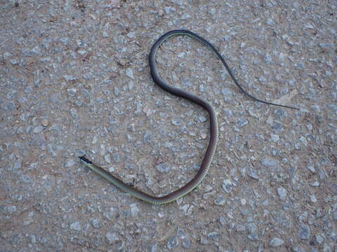 Image of Collared Black-headed Snake