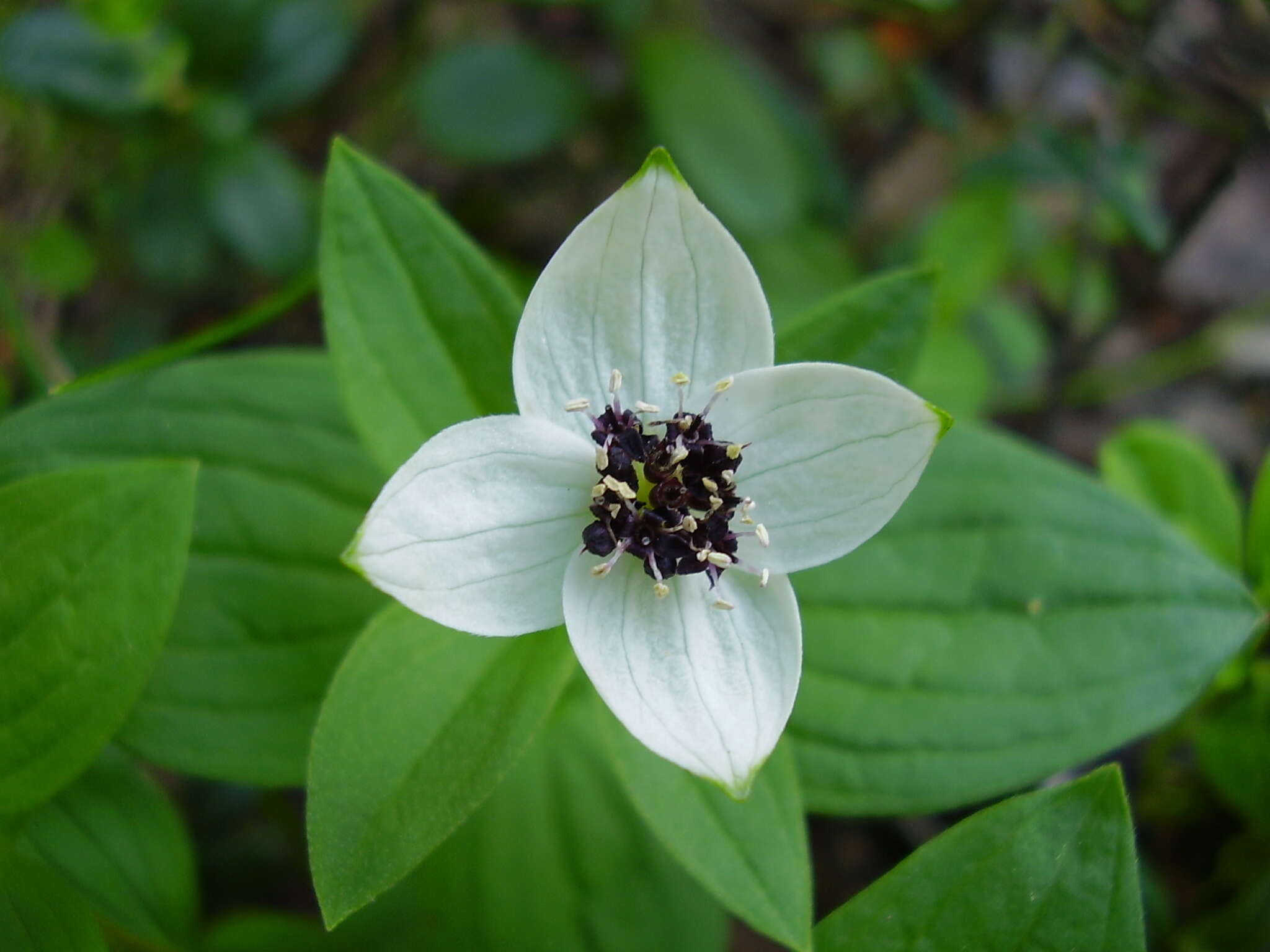 Image of Bunchberry