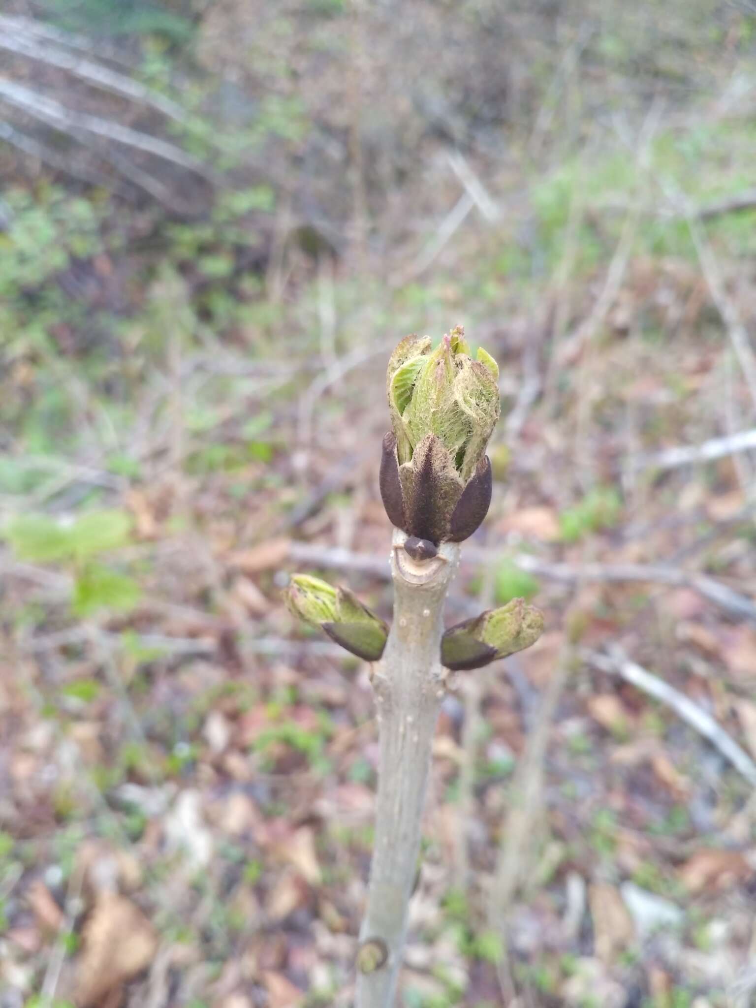 Image of Manchurian ash