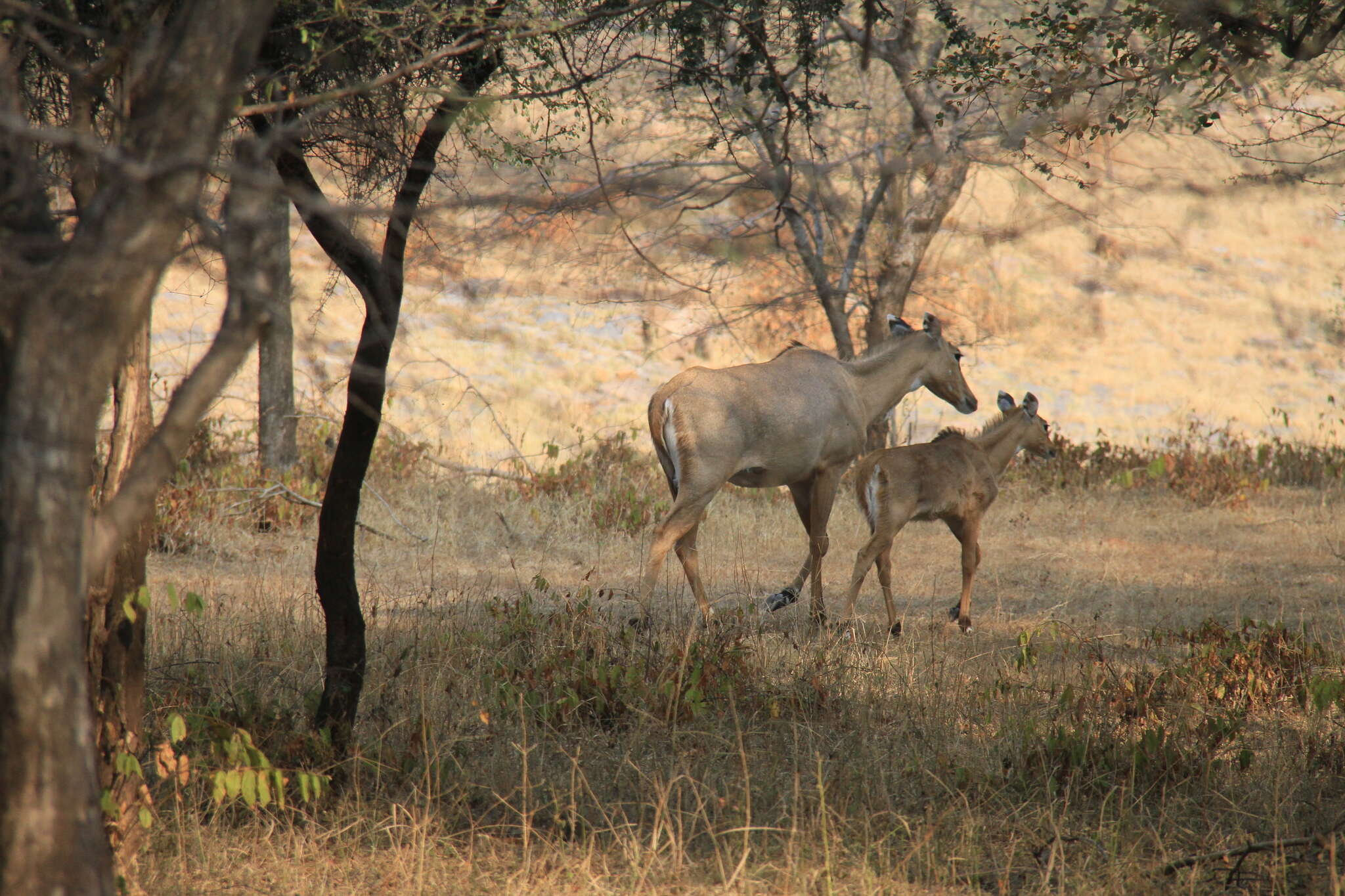 Boselaphus Blainville 1816 resmi