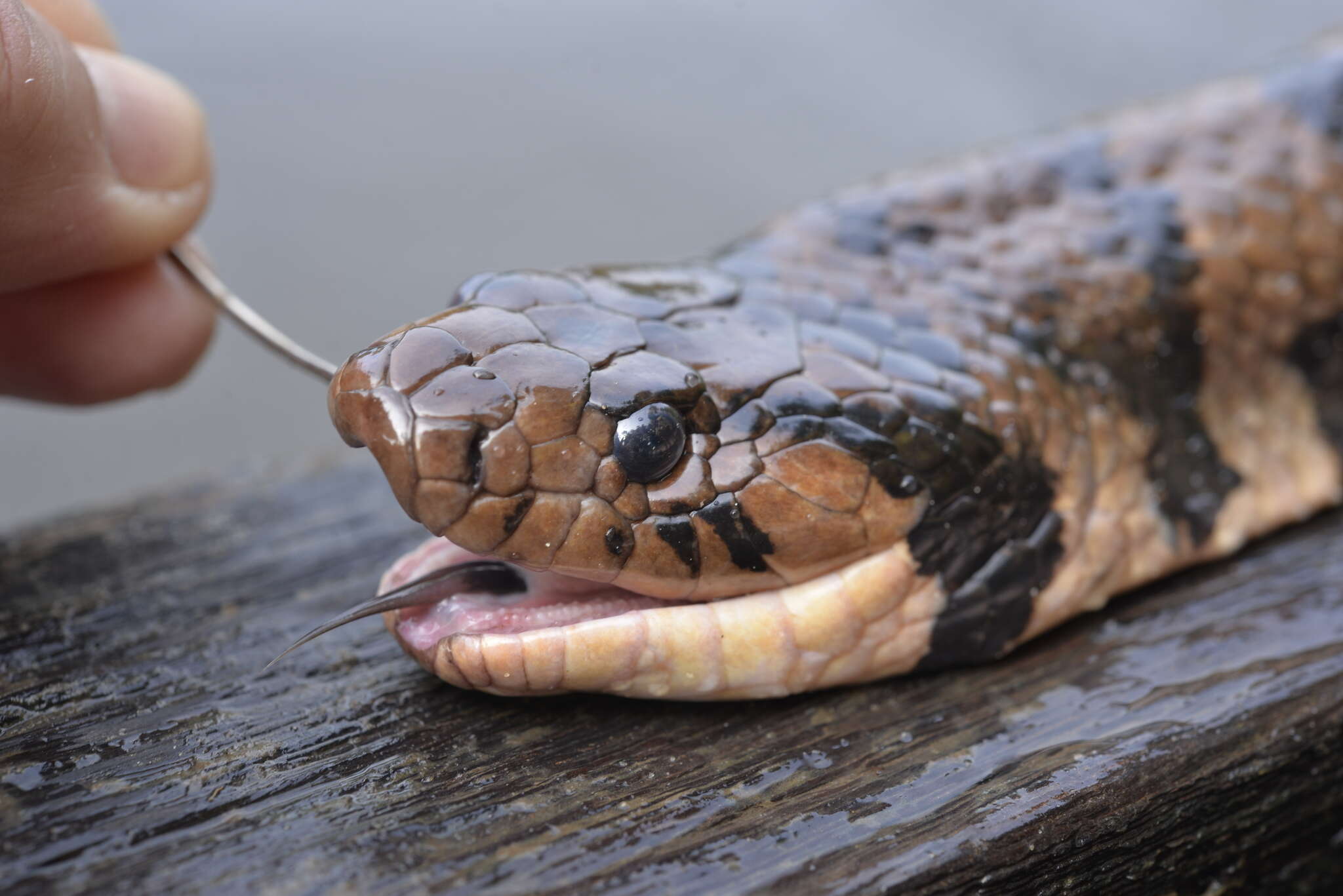 Hydrodynastes bicinctus (Herrmann 1804) resmi