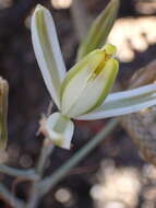 Image of Albuca tenuifolia Baker