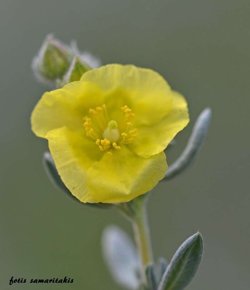 Image of Helianthemum stipulatum (Forsk.) C. Chr.