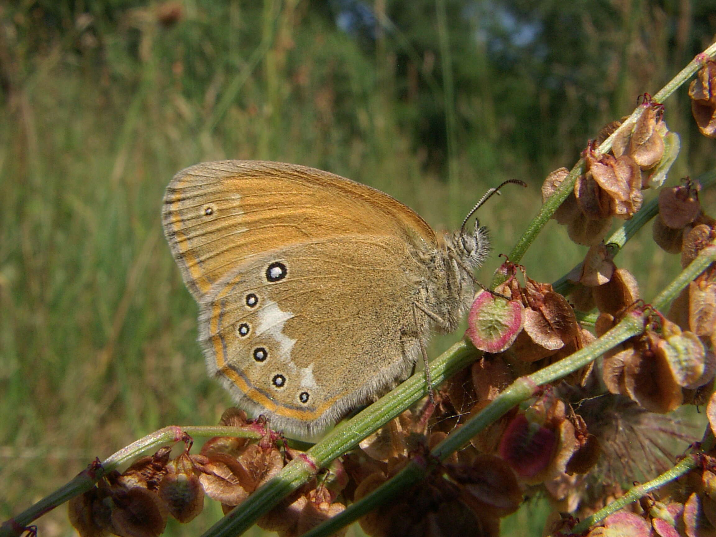 Plancia ëd Coenonympha glycerion