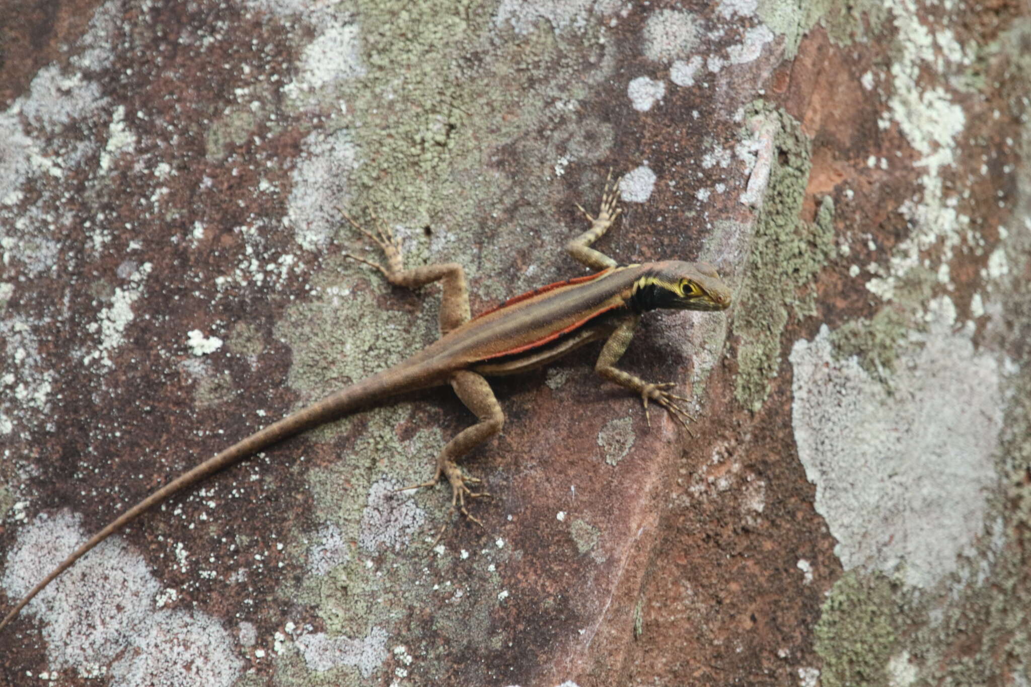 Imagem de Tropidurus melanopleurus Boulenger 1902